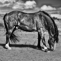 Buy canvas prints of Horse Grazing by Derrick Fox Lomax