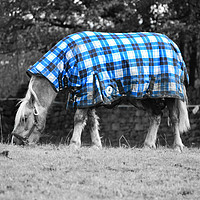 Buy canvas prints of Horse and jacket by Derrick Fox Lomax