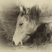 Buy canvas prints of Horse and grass by Derrick Fox Lomax
