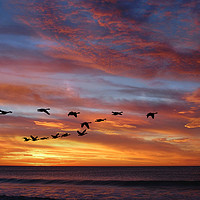 Buy canvas prints of sunset birds by Derrick Fox Lomax