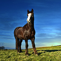 Buy canvas prints of horse and countryside by Derrick Fox Lomax