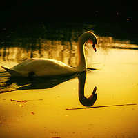 Buy canvas prints of Swan on the lake by Derrick Fox Lomax