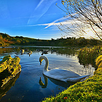 Buy canvas prints of Swan at the  lakeside by Derrick Fox Lomax