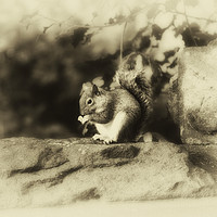 Buy canvas prints of Grey Squirrel by Derrick Fox Lomax