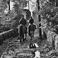 Buy canvas prints of Horses in the countryside by Derrick Fox Lomax