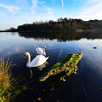 Buy canvas prints of Swans on the lake by Derrick Fox Lomax