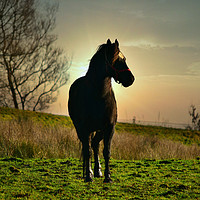 Buy canvas prints of Horse at sunset by Derrick Fox Lomax
