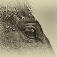 Buy canvas prints of Horses eye by Derrick Fox Lomax
