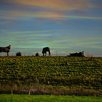 Buy canvas prints of Horses in the countryside by Derrick Fox Lomax