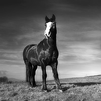 Buy canvas prints of Horse and Countryside by Derrick Fox Lomax