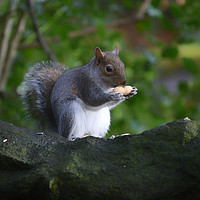 Buy canvas prints of Grey Squirrel in the woods by Derrick Fox Lomax