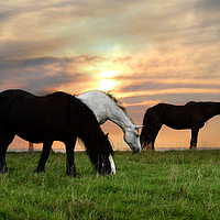 Buy canvas prints of Horses at sunset by Derrick Fox Lomax