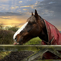 Buy canvas prints of Horse in the meadow by Derrick Fox Lomax