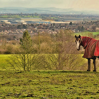 Buy canvas prints of Horse and countryside by Derrick Fox Lomax