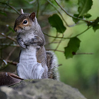 Buy canvas prints of Grey Squirell by Derrick Fox Lomax