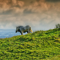 Buy canvas prints of Horses on the hill by Derrick Fox Lomax
