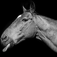 Buy canvas prints of Horse Art by Derrick Fox Lomax