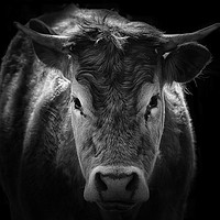 Buy canvas prints of Bull portrait by Derrick Fox Lomax