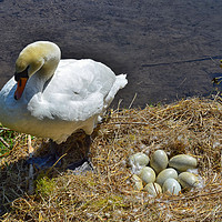 Buy canvas prints of Swan and eggs by Derrick Fox Lomax