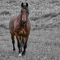 Buy canvas prints of Horse in Birtle by Derrick Fox Lomax