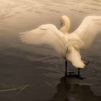 Buy canvas prints of Swan on a misty lake by Derrick Fox Lomax