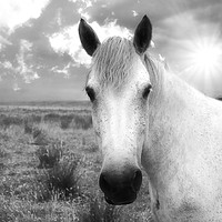 Buy canvas prints of Horse in the sun by Derrick Fox Lomax