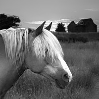 Buy canvas prints of Horse in Birtle by Derrick Fox Lomax
