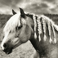 Buy canvas prints of Countryside Horse by Derrick Fox Lomax