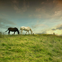 Buy canvas prints of Horses in birtle by Derrick Fox Lomax