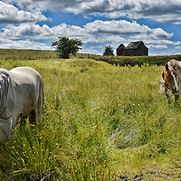 Buy canvas prints of Horses at birtle barn by Derrick Fox Lomax