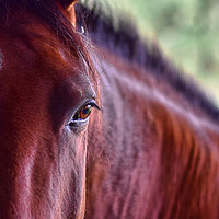 Buy canvas prints of Chesnut horse in birtle by Derrick Fox Lomax