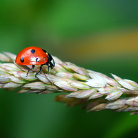 Buy canvas prints of  Red Ladybird  by Derrick Fox Lomax