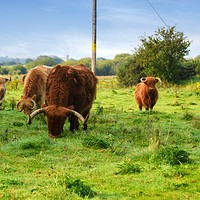 Buy canvas prints of Highland cattle by Derrick Fox Lomax