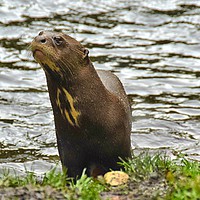 Buy canvas prints of  Otter at the waters edge by Derrick Fox Lomax