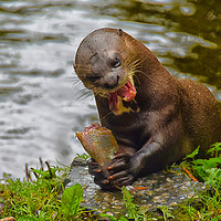 Buy canvas prints of Otter on the river by Derrick Fox Lomax