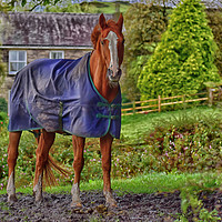 Buy canvas prints of Horse in the Countryside by Derrick Fox Lomax
