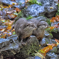 Buy canvas prints of Intimate Eurasian Otter Encounter by Derrick Fox Lomax
