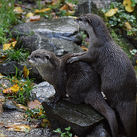 Buy canvas prints of  Otters by Derrick Fox Lomax