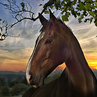 Buy canvas prints of Horse on a summers evening by Derrick Fox Lomax