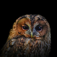 Buy canvas prints of Tawny Owl by Derrick Fox Lomax