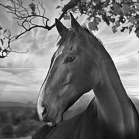 Buy canvas prints of Horse and countryside by Derrick Fox Lomax