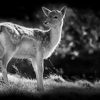 Buy canvas prints of Young Fallow Deer by Derrick Fox Lomax