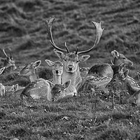Buy canvas prints of Stag fallow deer by Derrick Fox Lomax