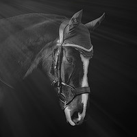 Buy canvas prints of Horse portrait by Derrick Fox Lomax