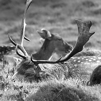 Buy canvas prints of Sleeping stag by Derrick Fox Lomax