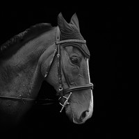 Buy canvas prints of Horse dressage by Derrick Fox Lomax
