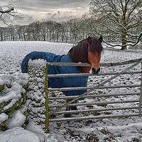 Buy canvas prints of Winter horse by Derrick Fox Lomax