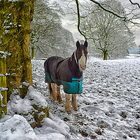 Buy canvas prints of Horse and snow by Derrick Fox Lomax