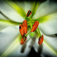 Buy canvas prints of Lily flower by Derrick Fox Lomax