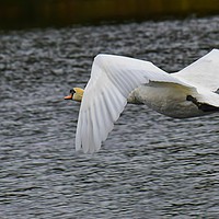 Buy canvas prints of Mute swan in flight by Derrick Fox Lomax